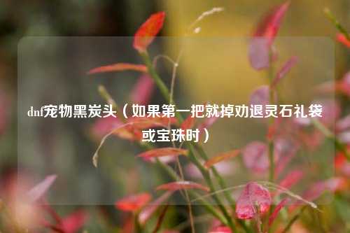 dnf宠物黑炭头（如果第一把就掉劝退灵石礼袋或宝珠时）
