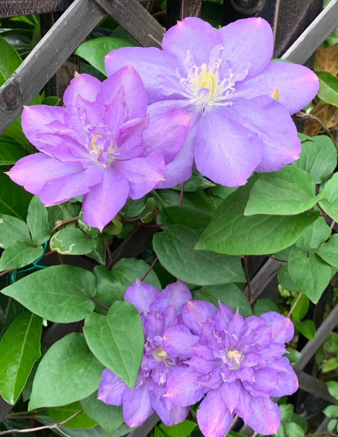 dnf蓝色风暴,复仇风暴蓝色掉色吗?