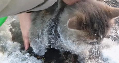 冰猫,海染圣遗物适合猫猫吗?